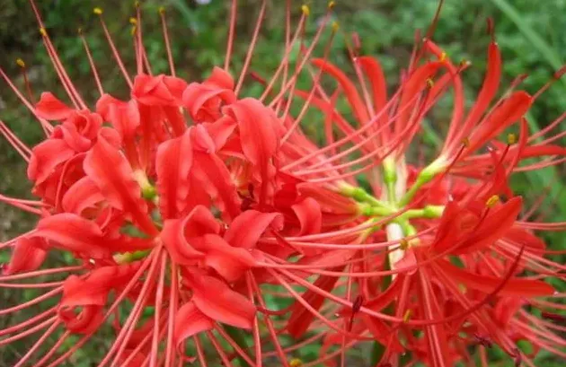养彼岸花的都是什么人,传说彼岸花是谁种的？
