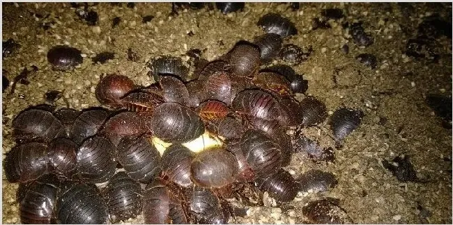 地鳖虫(土元）饲养室的建造 | 常识大全