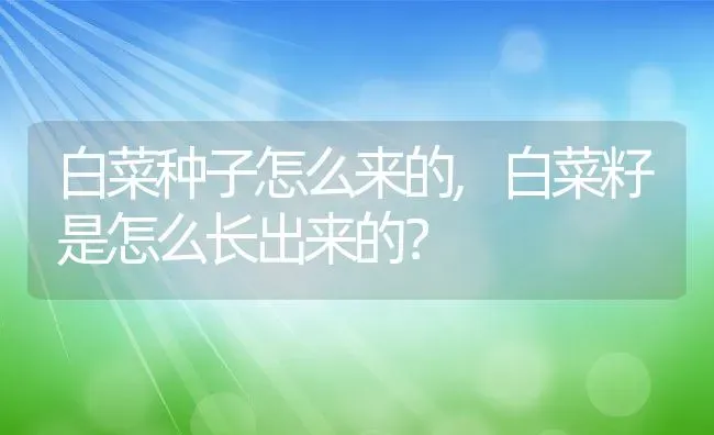 白菜种子怎么来的,白菜籽是怎么长出来的？ | 养殖科普