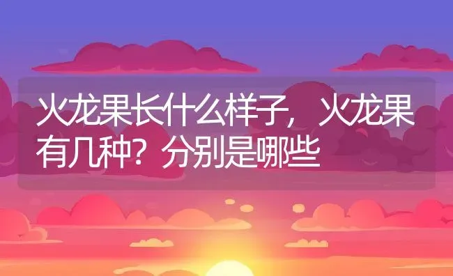 火龙果长什么样子,火龙果有几种？分别是哪些 | 养殖学堂