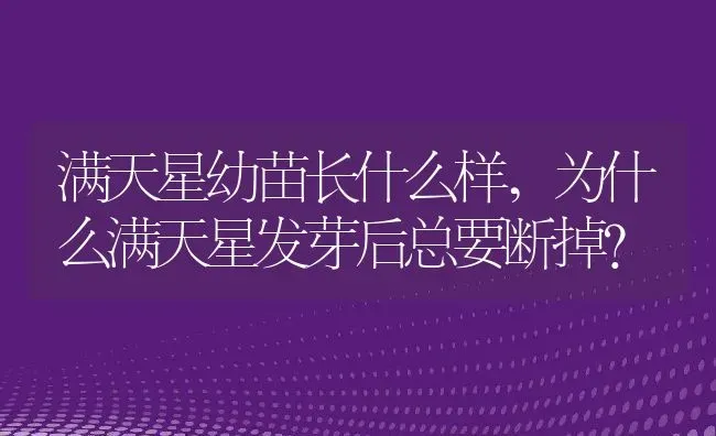 满天星幼苗长什么样,为什么满天星发芽后总要断掉? | 养殖科普