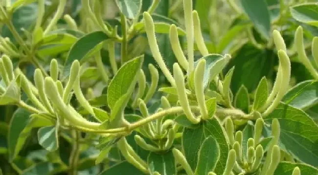 红色金银花和白色金银花哪个好,金银花哪种颜色比较好？