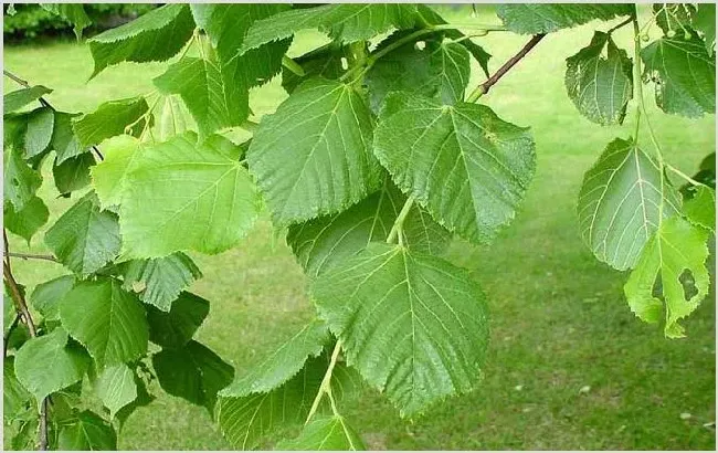 夏季有哪些主要蜜源植物？ | 生活常识