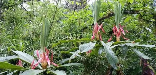 杜鹃花怎么繁殖方法,野生杜鹃是怎么繁殖的？