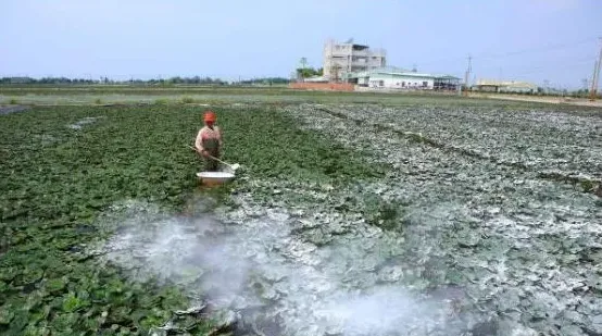 消毒巧用生石灰 如何使用石灰消毒 | 农广天地