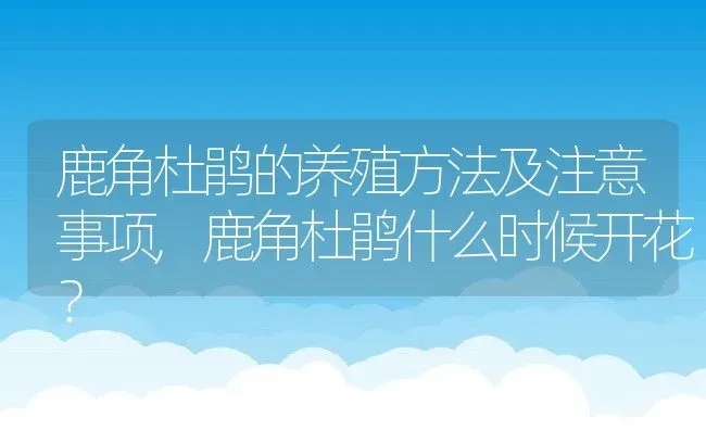 鹿角杜鹃的养殖方法及注意事项,鹿角杜鹃什么时候开花？ | 养殖科普