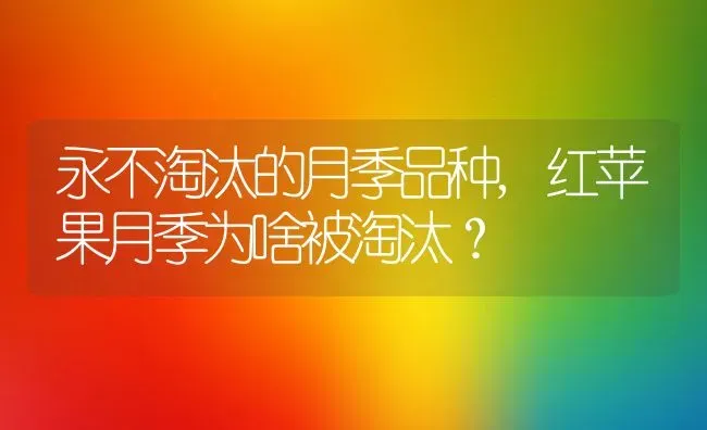 永不淘汰的月季品种,红苹果月季为啥被淘汰？ | 养殖科普
