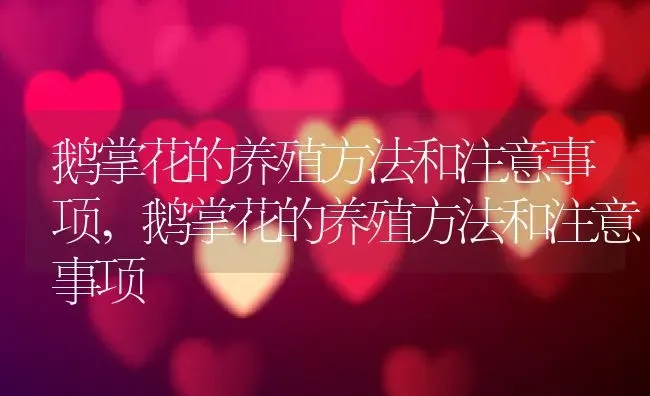 鹅掌花的养殖方法和注意事项,鹅掌花的养殖方法和注意事项 | 养殖科普