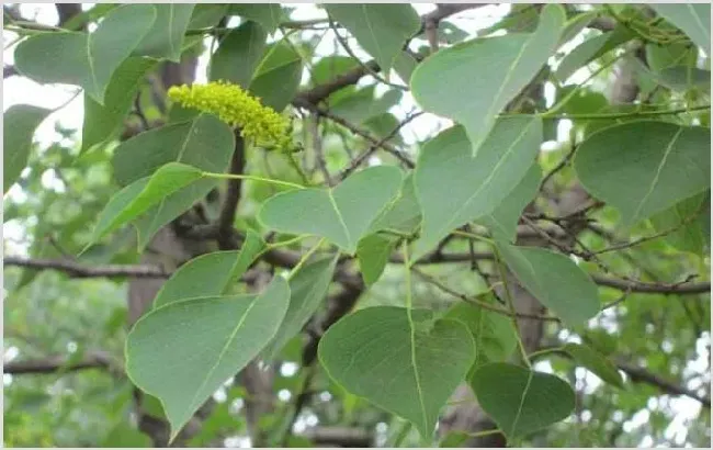 夏季有哪些主要蜜源植物？ | 生活常识