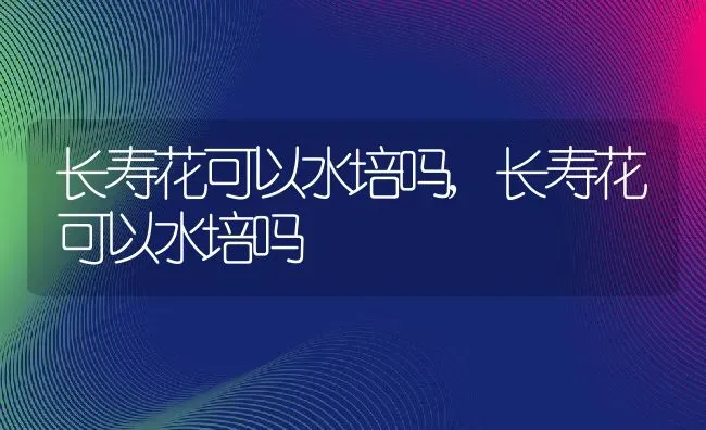 长寿花可以水培吗,长寿花可以水培吗 | 养殖科普