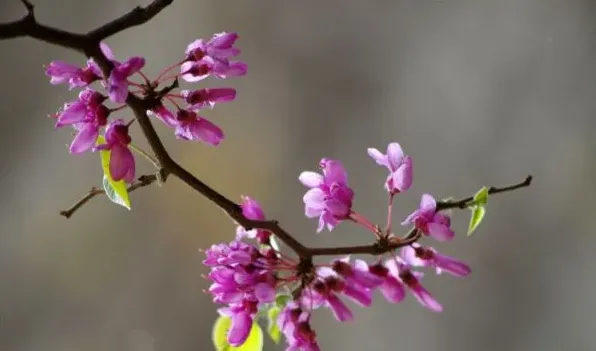 紫荆花什么时候开 | 生活妙招