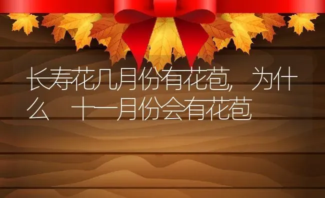长寿花几月份有花苞,为什么 十一月份会有花苞 | 养殖学堂