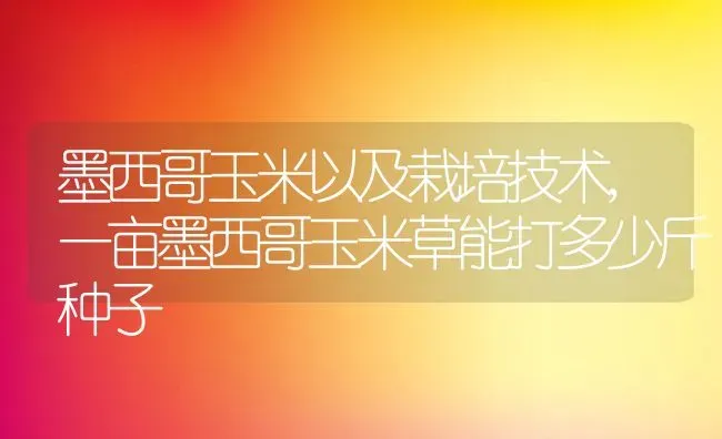 墨西哥玉米以及栽培技术,一亩墨西哥玉米草能打多少斤种子 | 养殖学堂