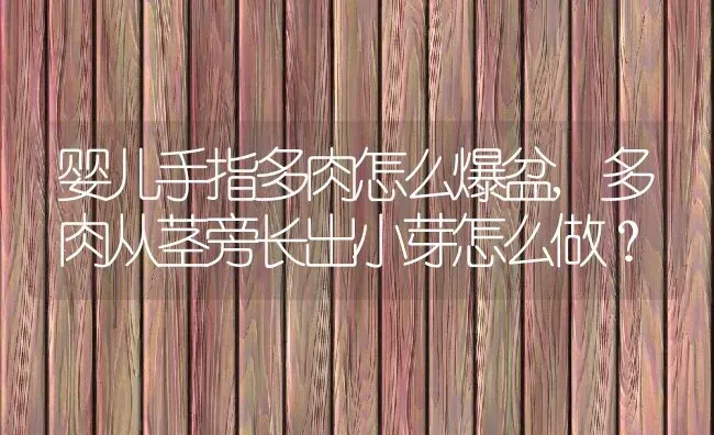 婴儿手指多肉怎么爆盆,多肉从茎旁长出小芽怎么做？ | 养殖科普