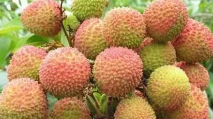 荔枝长什么样子,荔枝品种有哪些？