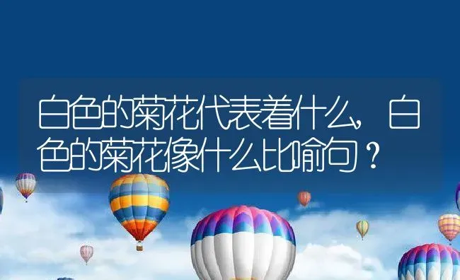 白色的菊花代表着什么,白色的菊花像什么比喻句？ | 养殖科普