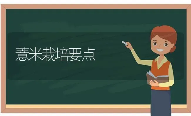 薏米栽培要点 | 养殖知识