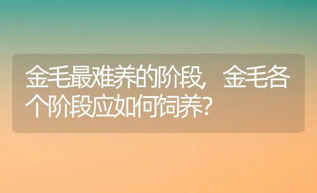 金毛最难养的阶段,金毛各个阶段应如何饲养？ | 养殖学堂