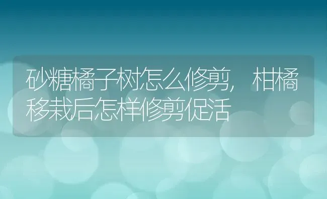 砂糖橘子树怎么修剪,柑橘移栽后怎样修剪促活 | 养殖学堂