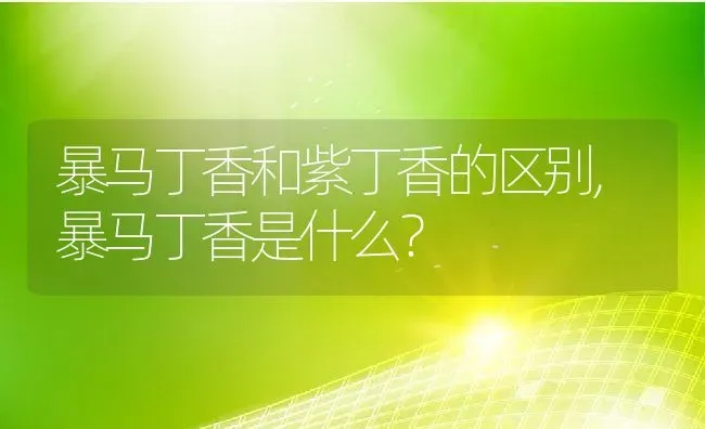 暴马丁香和紫丁香的区别,暴马丁香是什么？ | 养殖科普