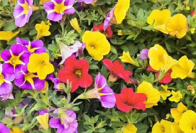 养花用什么肥料最好,种花需要哪些肥料才能种得更好？