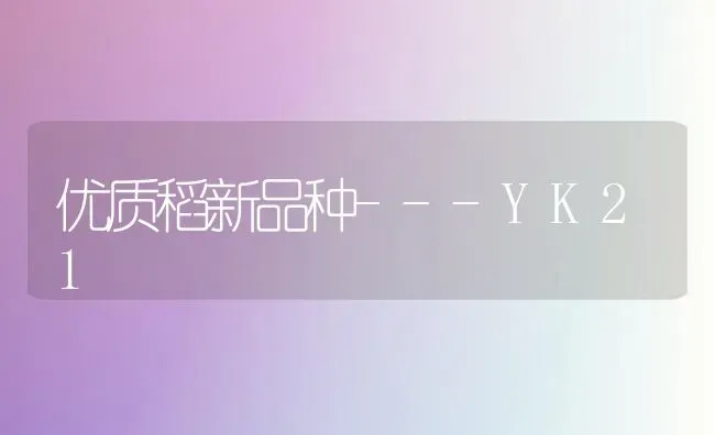 优质稻新品种---YK21 | 养殖技术大全