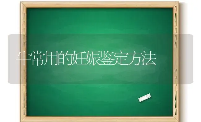 牛常用的妊娠鉴定方法 | 养殖知识