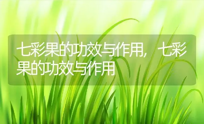 七彩果的功效与作用,七彩果的功效与作用 | 养殖科普