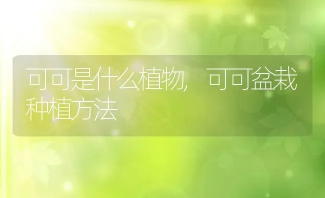 可可是什么植物,可可盆栽种植方法 | 养殖学堂