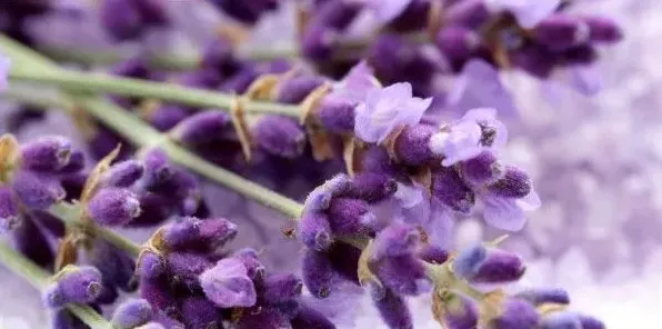 表达爱意的花有哪些 | 农广天地