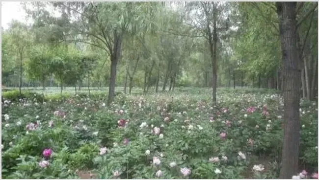 芍药的繁殖方法 | 农广天地