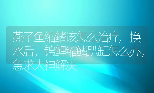 燕子鱼缩鳍该怎么治疗,换水后，锦鲤缩鳍趴缸怎么办，急求大神解决 | 养殖学堂