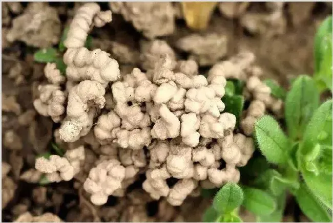 蚯蚓粪的收集和用途 | 妙招大全