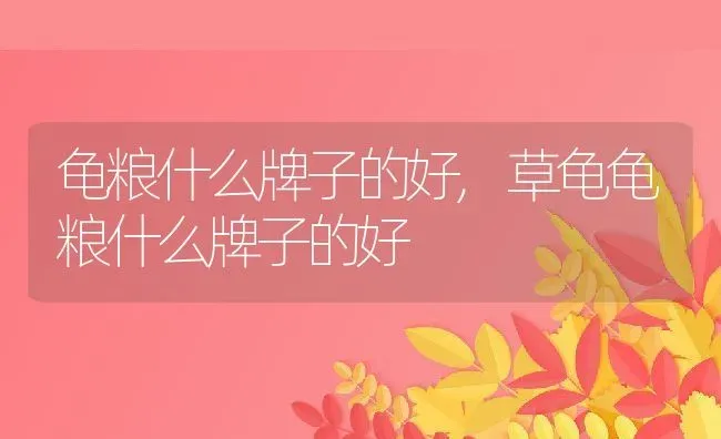 龟粮什么牌子的好,草龟龟粮什么牌子的好 | 养殖科普