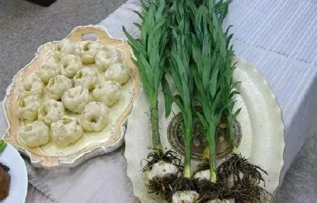 食用百合什么时候种植最好,北方食用百合什么时间种植？