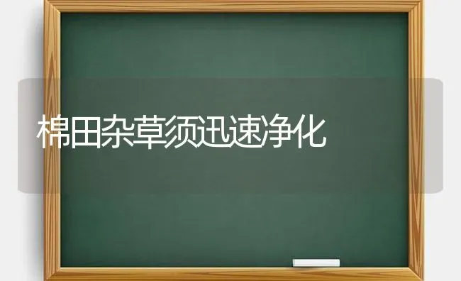 棉田杂草须迅速净化 | 养殖知识