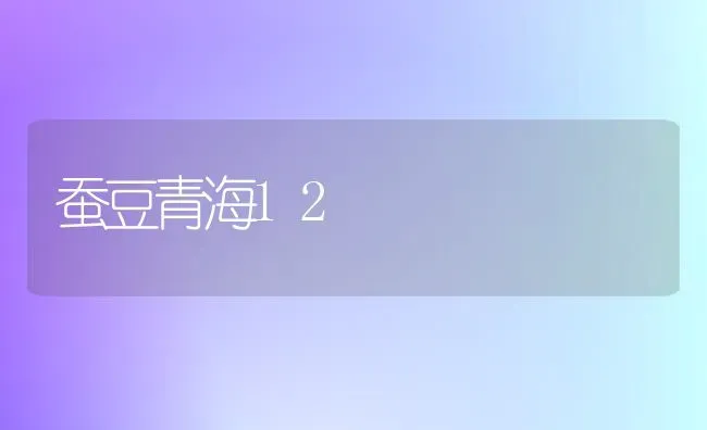 蚕豆青海12 | 养殖技术大全