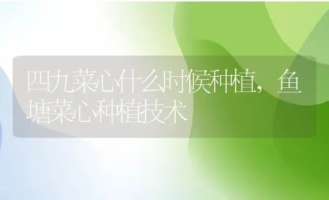 四九菜心什么时候种植,鱼塘菜心种植技术 | 养殖学堂