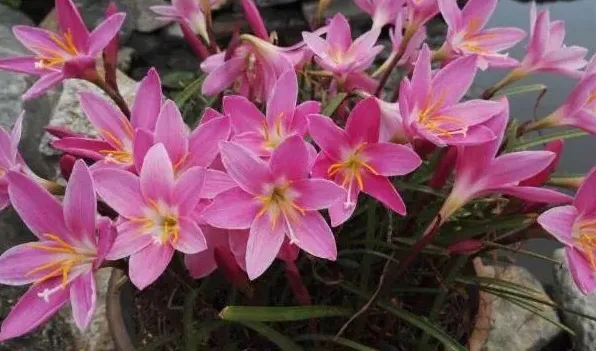 风雨兰开花有毒吗 | 实用知识