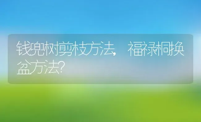 钱兜树剪枝方法,福禄桐换盆方法？ | 养殖科普