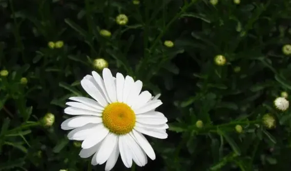 白晶菊和大滨菊的区别 | 生活妙招