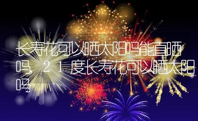 长寿花可以晒太阳吗能直晒吗,21度长寿花可以晒太阳吗 | 养殖学堂
