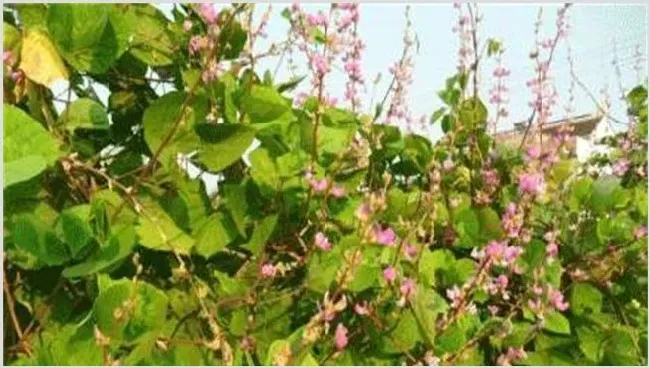 扁豆花期如何管理 | 生活妙招