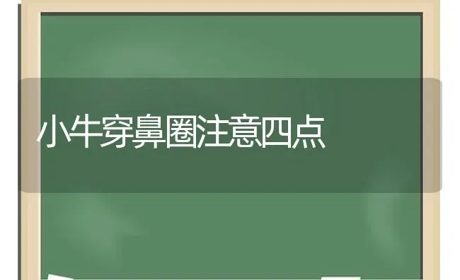 小牛穿鼻圈注意四点 | 养殖技术大全