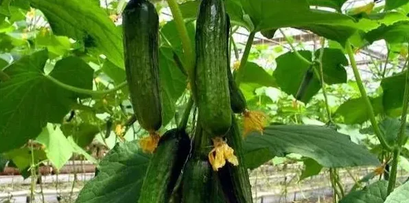 春季大棚黄瓜的种植栽培技术讲解 | 生活常识