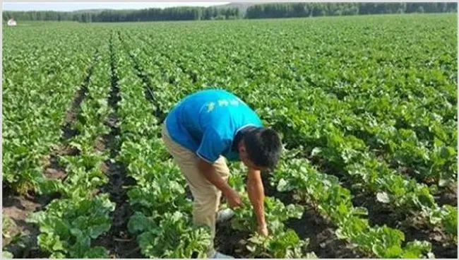 甜菜种植技术讲解 | 生活妙招