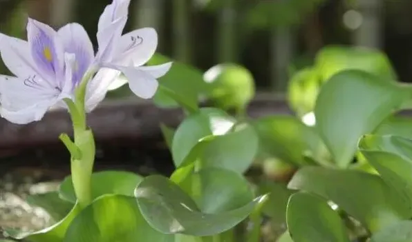 水葫芦在室内养有毒吗 | 常识大全