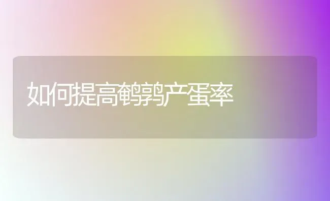 如何提高鹌鹑产蛋率 | 养殖技术大全