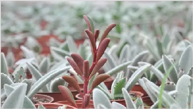 红背椒草徒长怎么办 | 农广天地