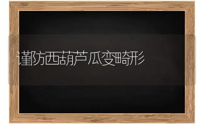 谨防西葫芦瓜变畸形 | 养殖知识